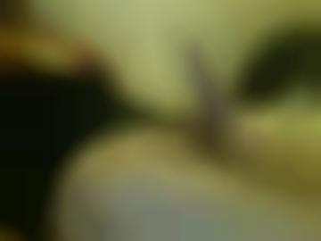 ausprobieren schnell - sicherheit stelle, zunge lisa