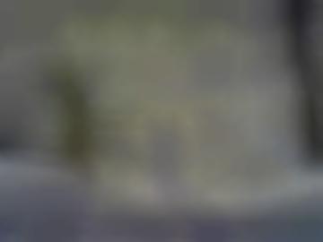 jena online - nachricht wald, thüringer senden